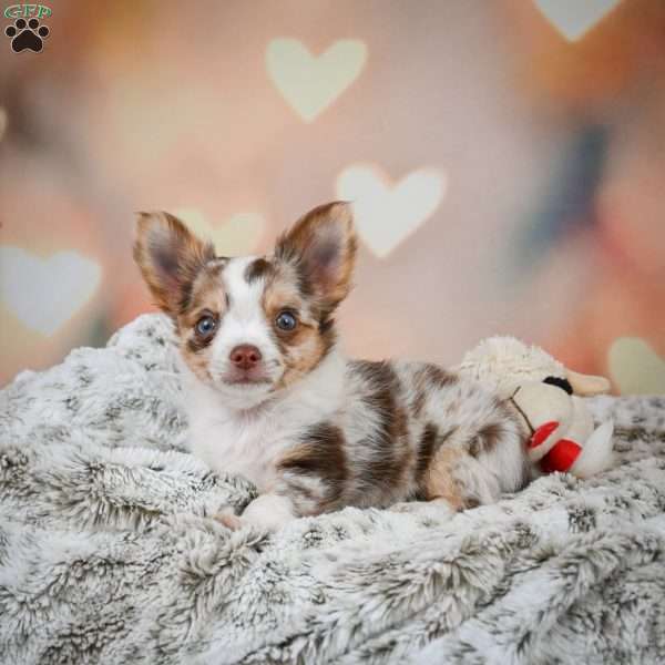 Rumor, Chihuahua Puppy