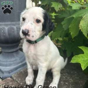 Howie, English Setter Puppy