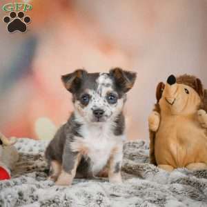 Callie, Chihuahua Puppy
