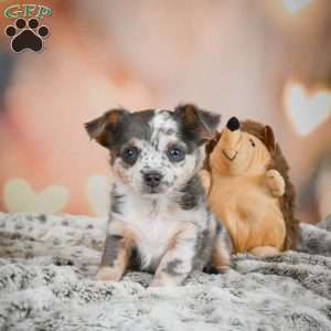 Callie, Chihuahua Puppy