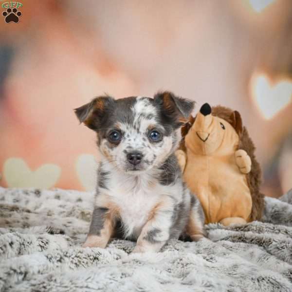 Callie, Chihuahua Puppy