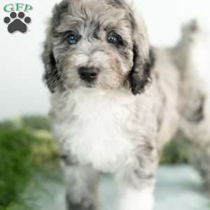 Moon, Mini Bernedoodle Puppy