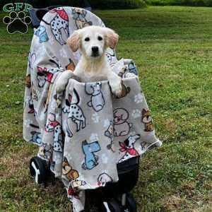 Benjamin, Mini Goldendoodle Puppy