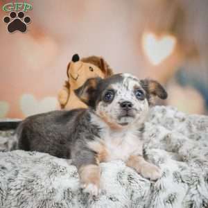 Callie, Chihuahua Puppy
