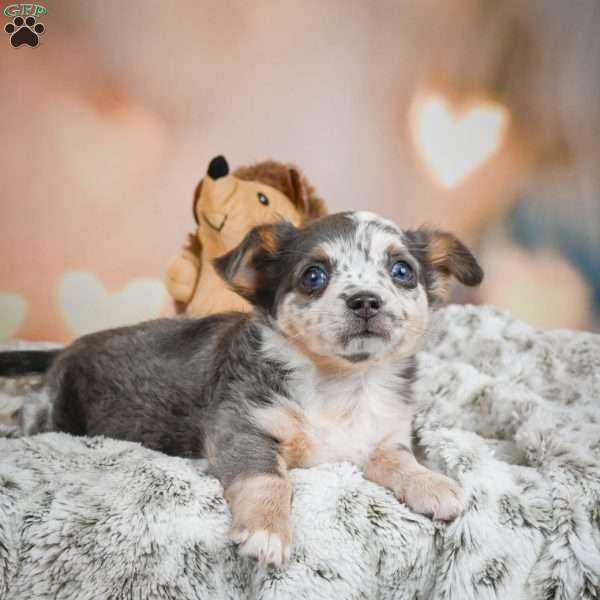 Callie, Chihuahua Puppy