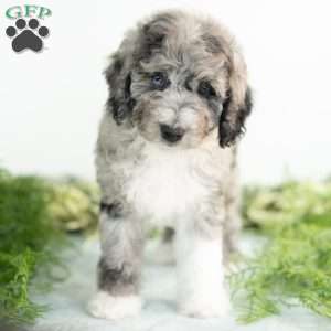 Moon, Mini Bernedoodle Puppy