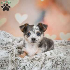 Callie, Chihuahua Puppy