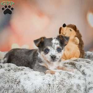 Callie, Chihuahua Puppy
