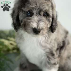 Moon, Mini Bernedoodle Puppy