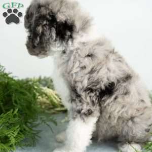 Moon, Mini Bernedoodle Puppy