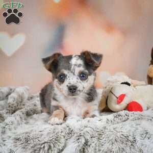 Callie, Chihuahua Puppy