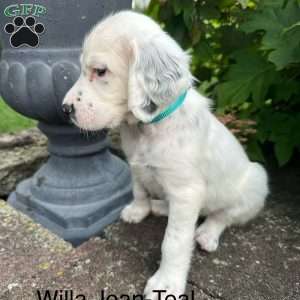 Willa Jean, English Setter Puppy