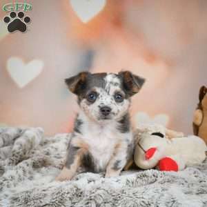 Callie, Chihuahua Puppy