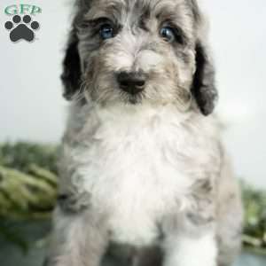 Moon, Mini Bernedoodle Puppy