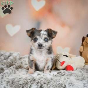 Callie, Chihuahua Puppy