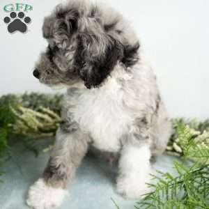 Moon, Mini Bernedoodle Puppy