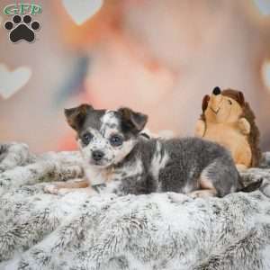 Callie, Chihuahua Puppy