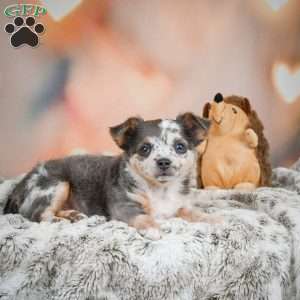 Callie, Chihuahua Puppy