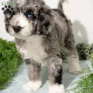 Rune, Mini Bernedoodle Puppy