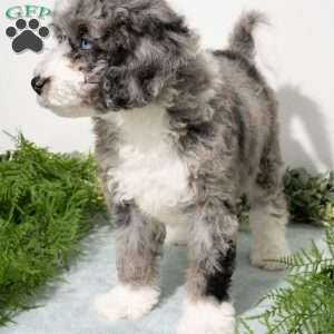 Rune, Mini Bernedoodle Puppy