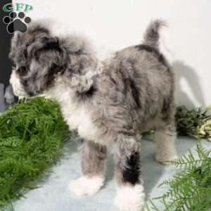 Rune, Mini Bernedoodle Puppy