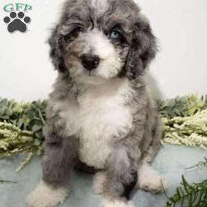 Rune, Mini Bernedoodle Puppy