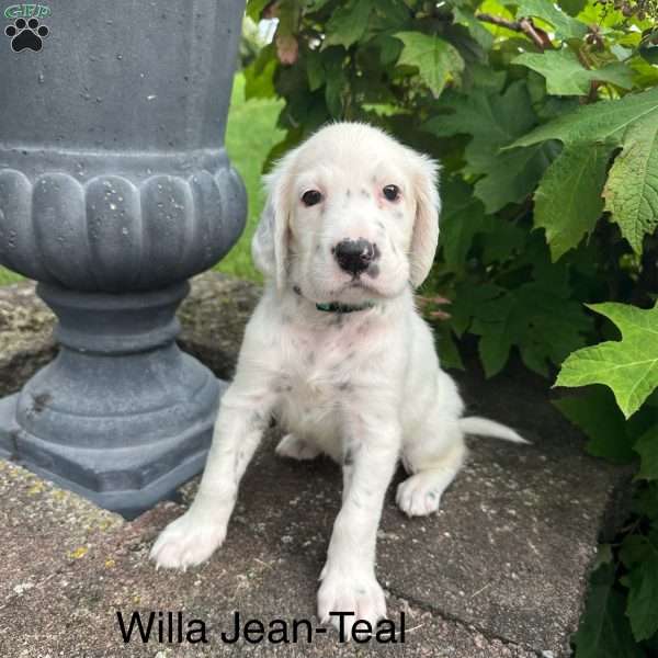 Willa Jean, English Setter Puppy