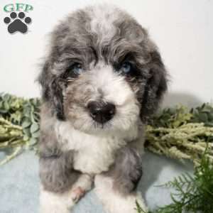 Rune, Mini Bernedoodle Puppy