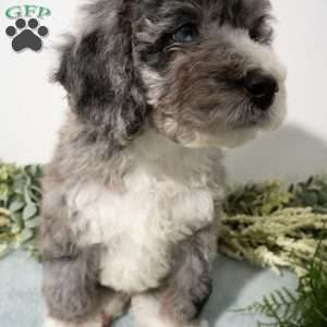 Rune, Mini Bernedoodle Puppy