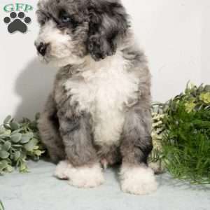 Rune, Mini Bernedoodle Puppy