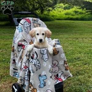 Benjamin, Mini Goldendoodle Puppy