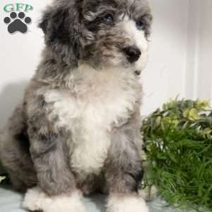 Rune, Mini Bernedoodle Puppy