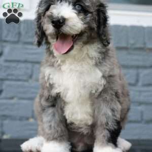 Rune, Mini Bernedoodle Puppy