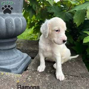 Ramona, English Setter Puppy