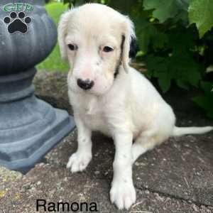 Ramona, English Setter Puppy