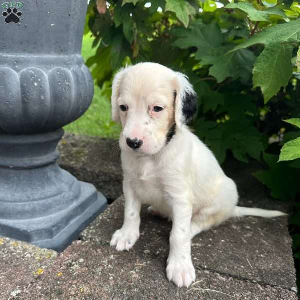 Ramona, English Setter Puppy