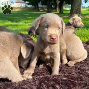 Betty, Silver Labrador Retriever Puppy