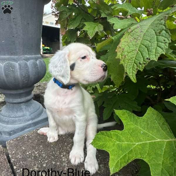 Dorothy, English Setter Puppy