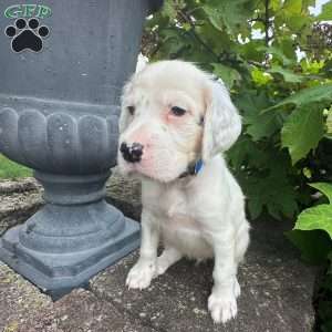Dorothy, English Setter Puppy