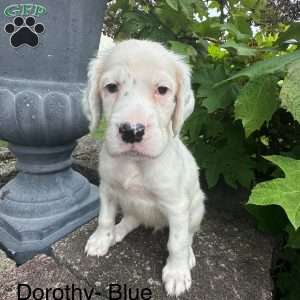 Dorothy, English Setter Puppy