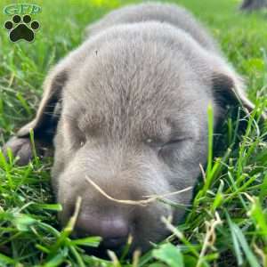 Silver, Silver Labrador Retriever Puppy
