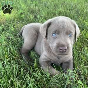 Betty, Silver Labrador Retriever Puppy