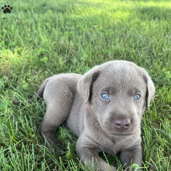 Betty, Silver Labrador Retriever Puppy