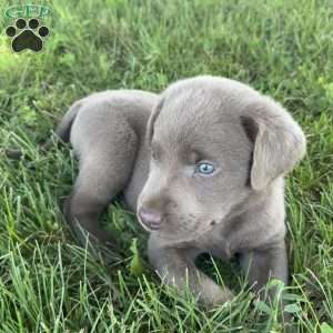 Betty, Silver Labrador Retriever Puppy