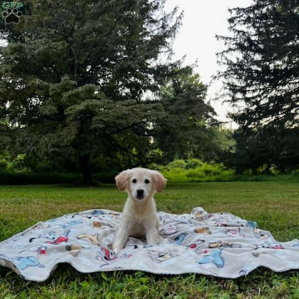 Benjamin, Mini Goldendoodle Puppy