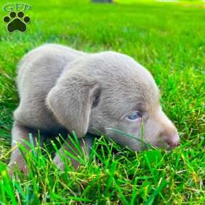 Betty, Silver Labrador Retriever Puppy