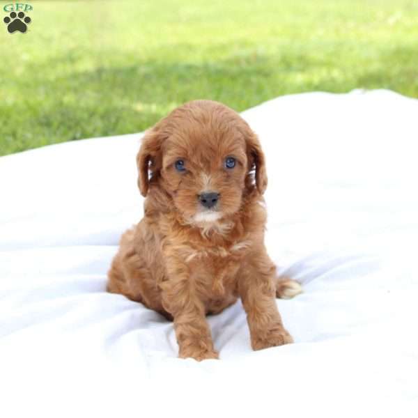 Casey, Cavapoo Puppy