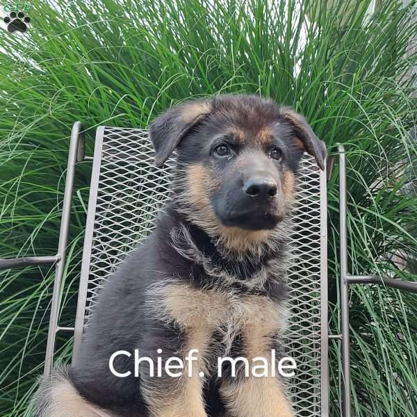 Chief, German Shepherd Puppy