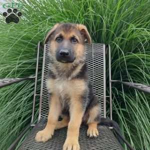 Chloe, German Shepherd Puppy