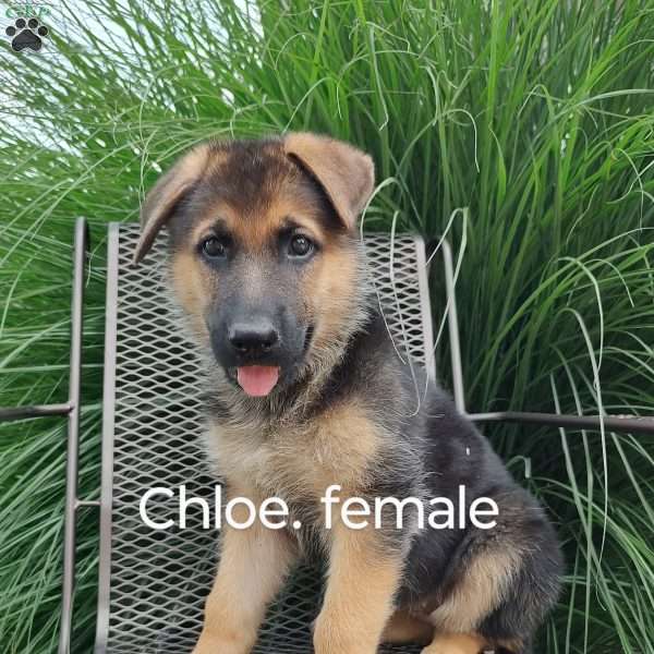 Chloe, German Shepherd Puppy